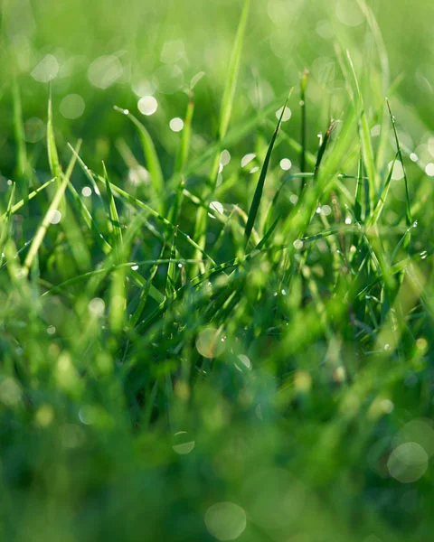 Professionele tuinberegening - Hunter en Rain Bird systemen